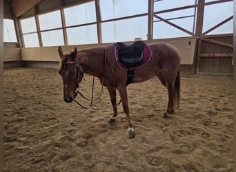 American Paint Horse, Stute, 5 Jahre, Roan-Red