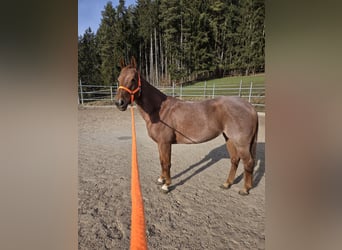American Paint Horse, Stute, 5 Jahre, Roan-Red