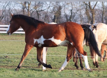 American Paint Horse Mix, Stute, 5 Jahre, Tobiano-alle-Farben