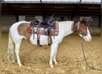 American Paint Horse, Stute, 6 Jahre, 137 cm, Tobiano-alle-Farben