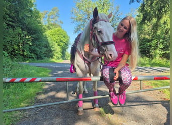 American Paint Horse, Stute, 6 Jahre, 146 cm, Overo-alle-Farben