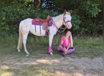 American Paint Horse, Stute, 6 Jahre, 146 cm, Overo-alle-Farben