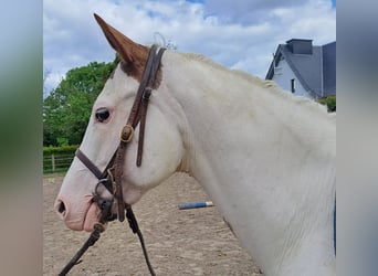 American Paint Horse, Stute, 6 Jahre, 146 cm, Overo-alle-Farben