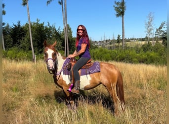 American Paint Horse, Stute, 6 Jahre, 146 cm, Schecke