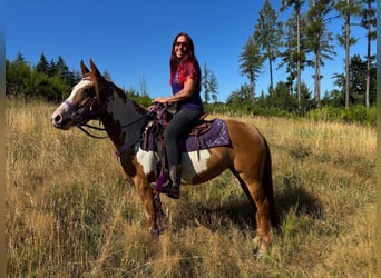 American Paint Horse, Stute, 6 Jahre, 146 cm, Schecke