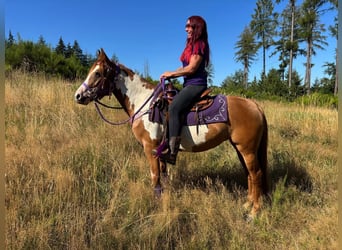 American Paint Horse, Stute, 6 Jahre, 146 cm, Schecke