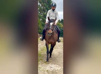 American Paint Horse, Stute, 6 Jahre, 150 cm, Brauner