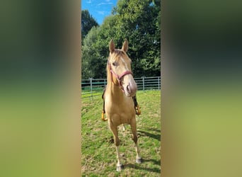 American Paint Horse, Stute, 6 Jahre, 150 cm, Champagne