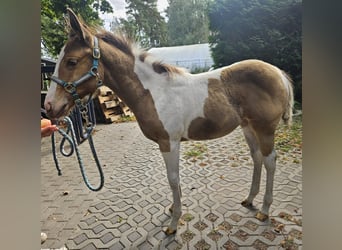American Paint Horse, Stute, 6 Jahre, 150 cm, Champagne