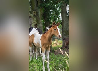 American Paint Horse, Stute, 6 Jahre, 150 cm, Champagne
