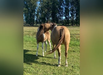 American Paint Horse, Stute, 6 Jahre, 150 cm, Champagne