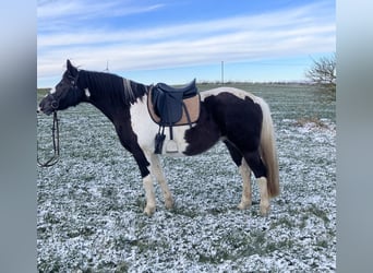 American Paint Horse Mix, Stute, 6 Jahre, 150 cm, Tobiano-alle-Farben