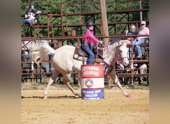 American Paint Horse, Stute, 6 Jahre, 152 cm