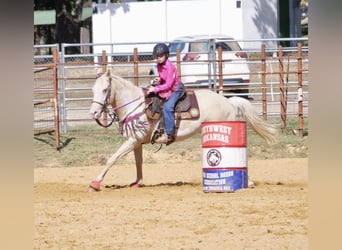 American Paint Horse, Stute, 6 Jahre, 152 cm