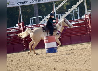 American Paint Horse, Stute, 6 Jahre, 152 cm