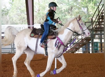 American Paint Horse, Stute, 6 Jahre, 152 cm