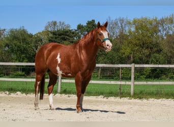 American Paint Horse, Stute, 6 Jahre, 154 cm, Overo-alle-Farben