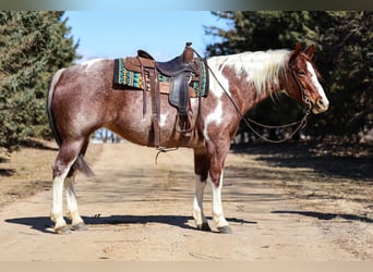 American Paint Horse, Stute, 6 Jahre, 160 cm, Roan-Red