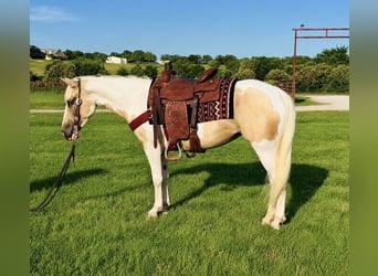 American Paint Horse, Stute, 6 Jahre, Schecke
