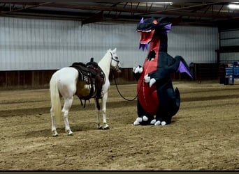 American Paint Horse, Stute, 6 Jahre, Schecke