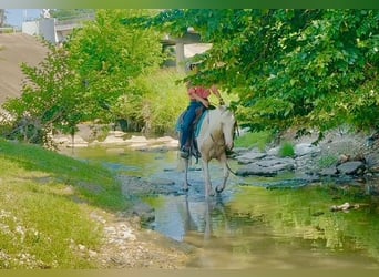 American Paint Horse, Stute, 6 Jahre, Schecke