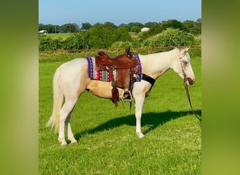 American Paint Horse, Stute, 6 Jahre, Schecke