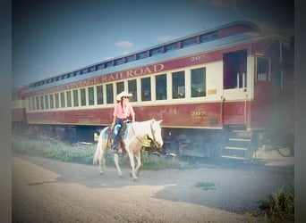American Paint Horse, Stute, 6 Jahre, Schecke