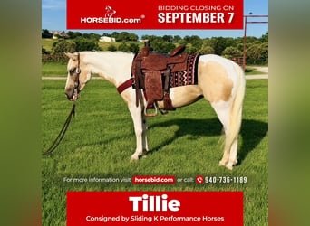 American Paint Horse, Stute, 6 Jahre, Schecke