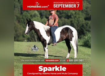 American Paint Horse, Stute, 6 Jahre, Schecke