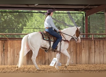 American Paint Horse, Stute, 6 Jahre, Tovero-alle-Farben