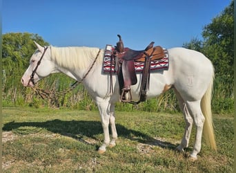 American Paint Horse, Stute, 6 Jahre, Tovero-alle-Farben