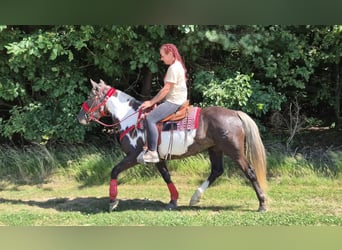 American Paint Horse, Stute, 7 Jahre, 150 cm, Overo-alle-Farben
