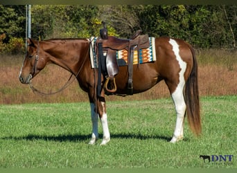 American Paint Horse, Stute, 7 Jahre, 150 cm, Schecke
