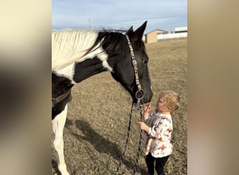 American Paint Horse, Stute, 7 Jahre, 150 cm, Tobiano-alle-Farben