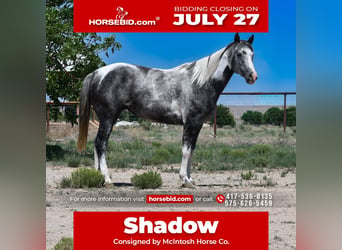 American Paint Horse, Stute, 7 Jahre, 152 cm, Schecke