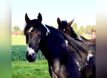 American Paint Horse, Stute, 7 Jahre, 152 cm, Schecke