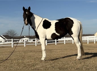 American Paint Horse, Stute, 7 Jahre, 152 cm, Tobiano-alle-Farben