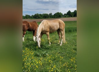 American Paint Horse, Stute, 7 Jahre, 158 cm, Palomino