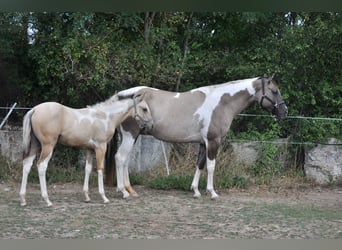 American Paint Horse, Stute, 7 Jahre, 160 cm, Grullo