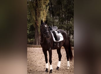 American Paint Horse, Stute, 7 Jahre, 168 cm, Dunkelbrauner