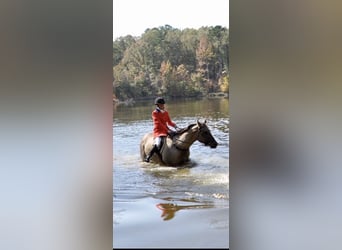 American Paint Horse, Stute, 7 Jahre, Grullo