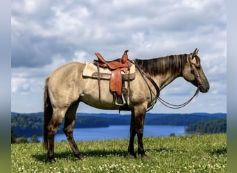 American Paint Horse, Stute, 7 Jahre, Grullo