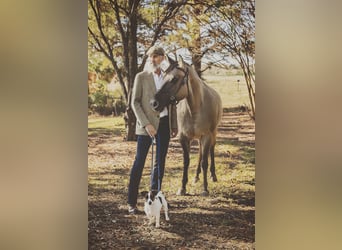 American Paint Horse, Stute, 7 Jahre, Grullo