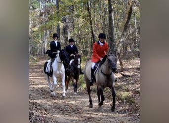 American Paint Horse, Stute, 7 Jahre, Grullo