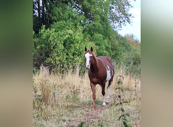 American Paint Horse, Stute, 7 Jahre, Overo-alle-Farben