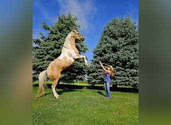 American Paint Horse, Stute, 7 Jahre, Schecke