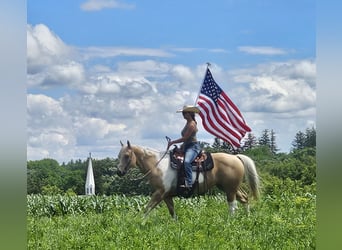 American Paint Horse, Stute, 7 Jahre, Schecke
