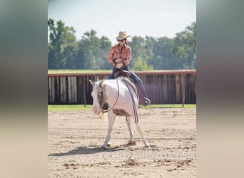 American Paint Horse, Stute, 7 Jahre, Schecke