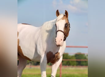 American Paint Horse, Stute, 7 Jahre, Schecke