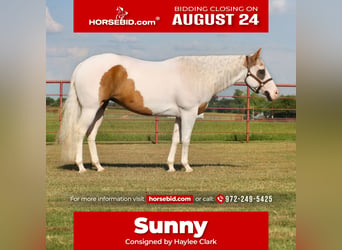 American Paint Horse, Stute, 7 Jahre, Schecke